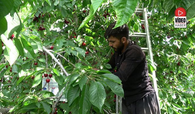 Cimin Kirazında Hasat Mesaisi Başladı