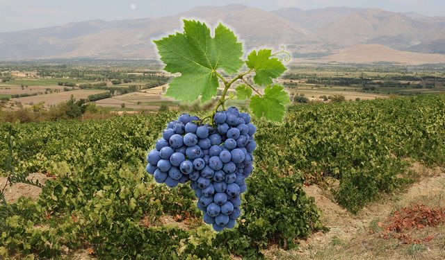 Cimin Üzümünde Sulama Mesaisi Hızlandı