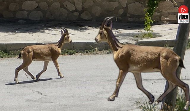 Yolunu Şaşıran Dağ Keçisi İlçe Merkezinde Dolaşırken Görüntülendi