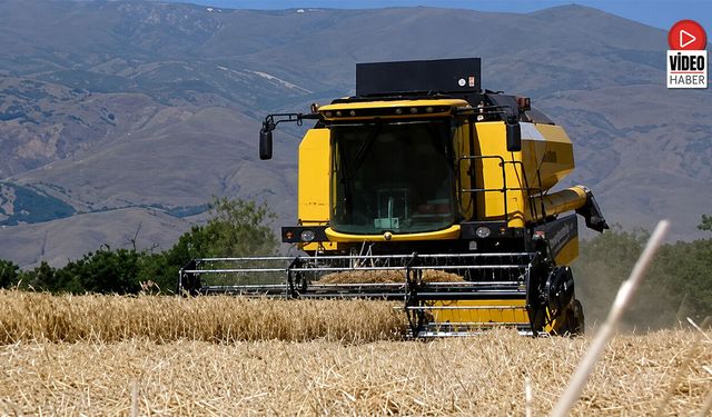Belediye Hububat Tarlalarında Hasat Başladı