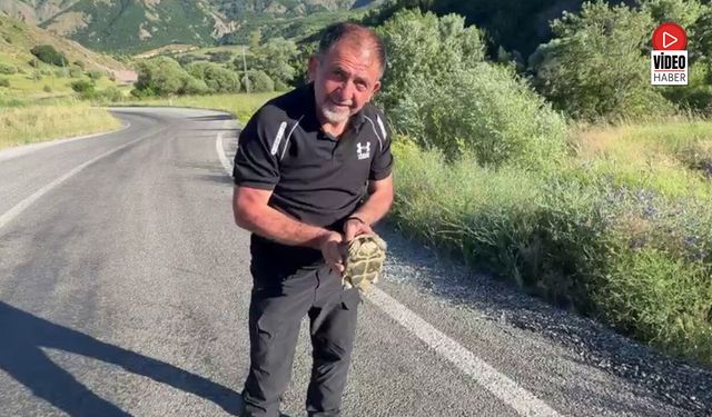 Yol Üzerindeki Kaplumbağaya Duyarlı Dokunuş