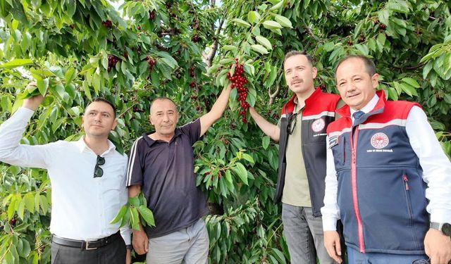 20 Dekarlık Kiraz Bahçesinde Hasat Sürüyor