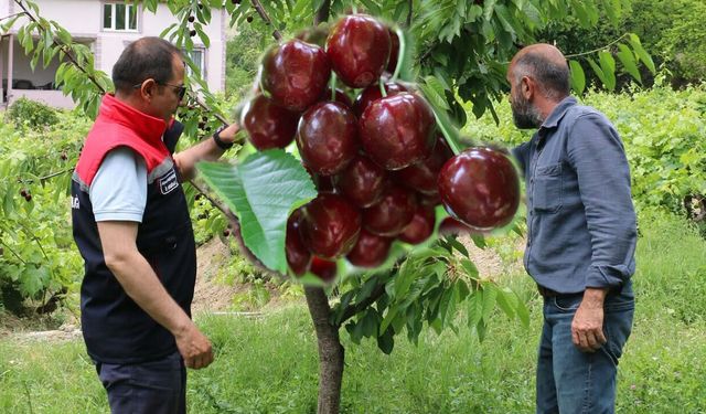 Erzincan'da Kiraz Hasadında Bereketli Sezon