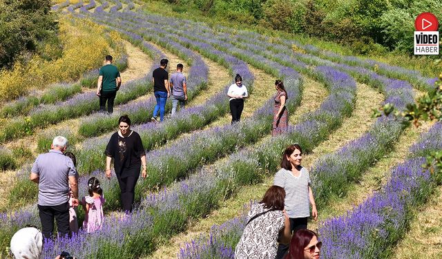 Erzincan'daki Lavanta Bahçesi Ziyaretçilerin İlgi Odağı Oldu