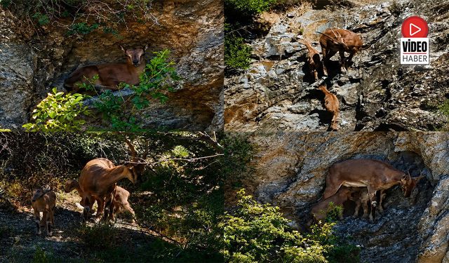 Munzur Dağları'nda Anne ve İki Yavru Dağ Keçisi Görüntülendi
