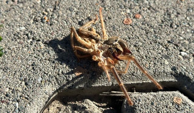 Erzincan'da Sarıkız Örümceği Görüldü