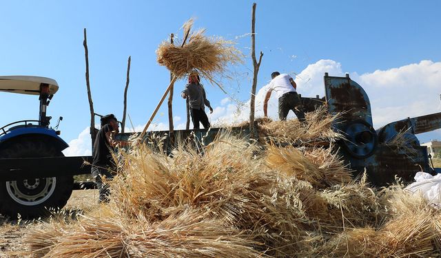 Tercan'da Hububat Tarlalarında Hasat Başladı