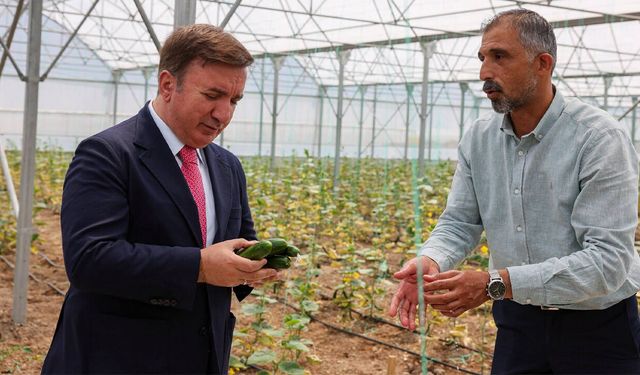 Toplu Sera Bölgesi'nde Üretim Süreci Değerlendirildi