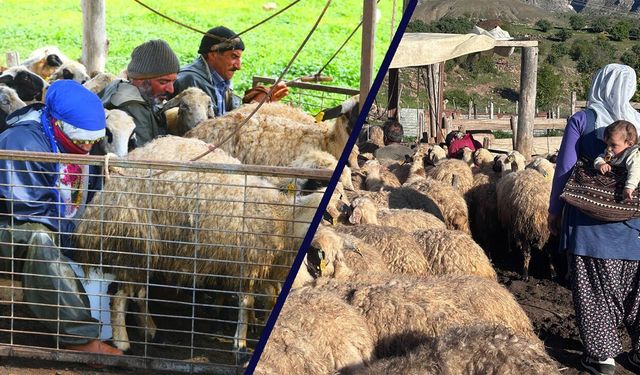 Erzincan Tulum Peyniri Geleneksel Yöntemlerle Üretiliyor