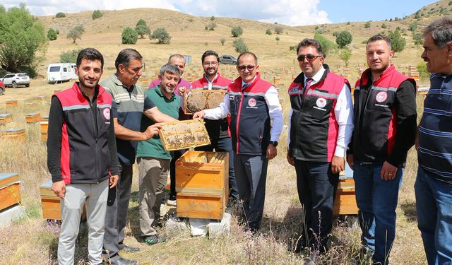 Erzincan’da 110 Bin Kovanla Bal Bereketi