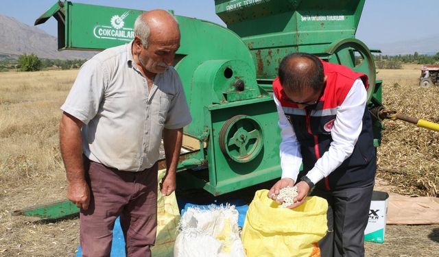 Erzincan’da Kuru Fasulye Hasadı Başladı!
