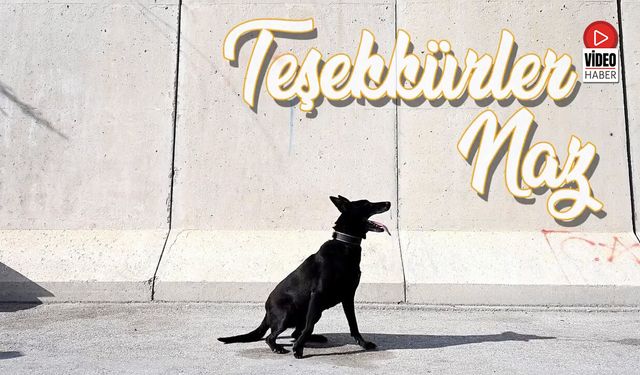 Erzincan Emniyeti’nin Kahraman Köpeği Naz’a Veda