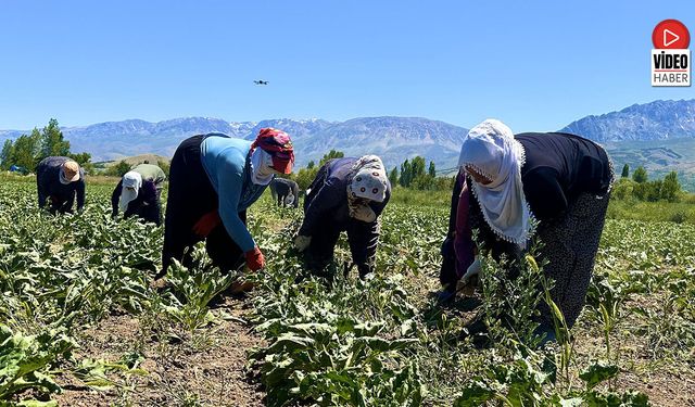 Kavurucu Sıcağa Rağmen Pancar Tarlalarında Çapa Mesaisi