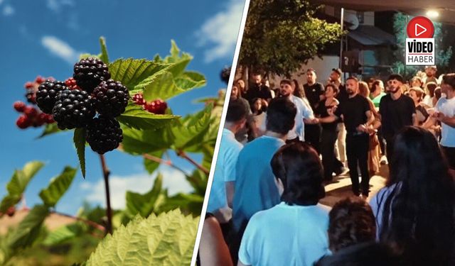 Çilek, Böğürtlen, Türkü ve Halay! Tatlısu'da Festival Coşkusu