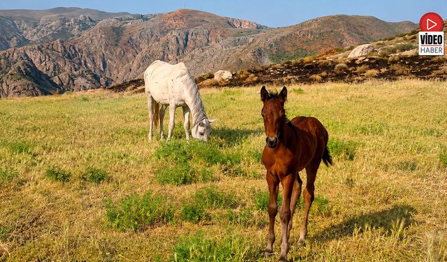 Erzincan Yaylalarında Atların Yaşam Neşesi