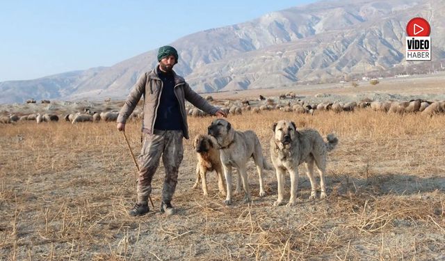 Kurtlarla Mücadelede Sürünün En Büyük Güvencesi Çoban Köpekleri