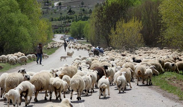 Erzincan’da Göçerlerin Yayla Dönüşü Başladı