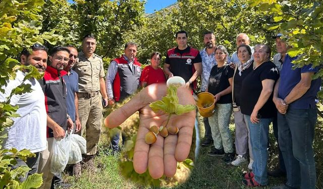 Kemah'ta Nadir Üretim: Fındık Hasadı Yapıldı