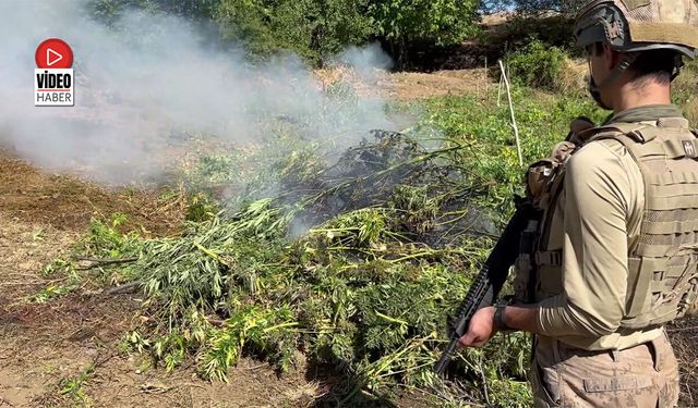Kenevir Tarlalarına Jandarma Operasyonu