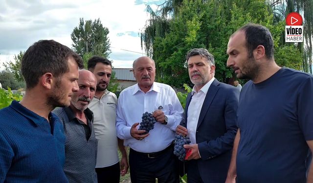 Milletvekili Karaman Cimin Üzümü Bağbozumuna Katıldı