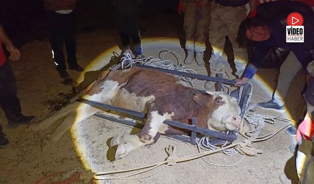 Erzincan'da Uçuruma Yuvarlanan Büyükbaş Hayvan Kurtarıldı