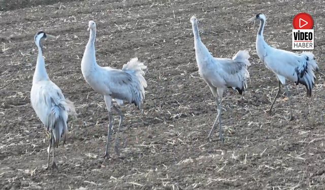 Erzincan Ovası’nda Görsel Şölen: Allı Turnalar
