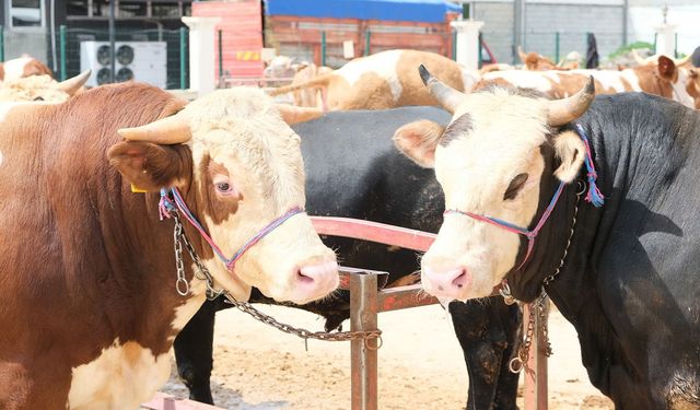 Erzincan’da Hayvancılık Birliğine Önemli Statü