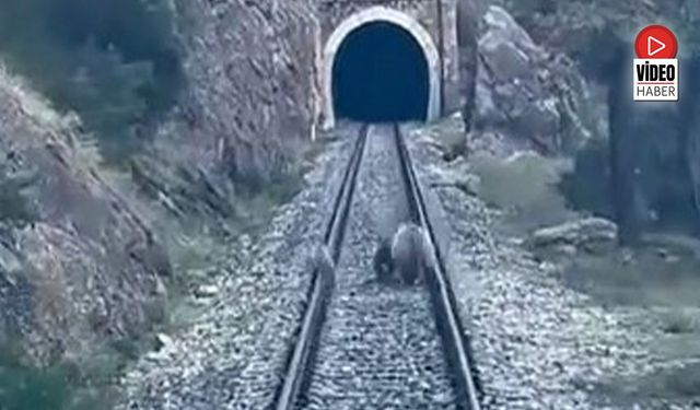 Erzincan Yolunda Ayı Ailesi Trenin Önüne Çıktı