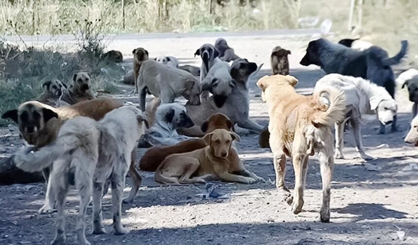 Bakan Çiftçi’den Sahipsiz Köpekler Açıklaması
