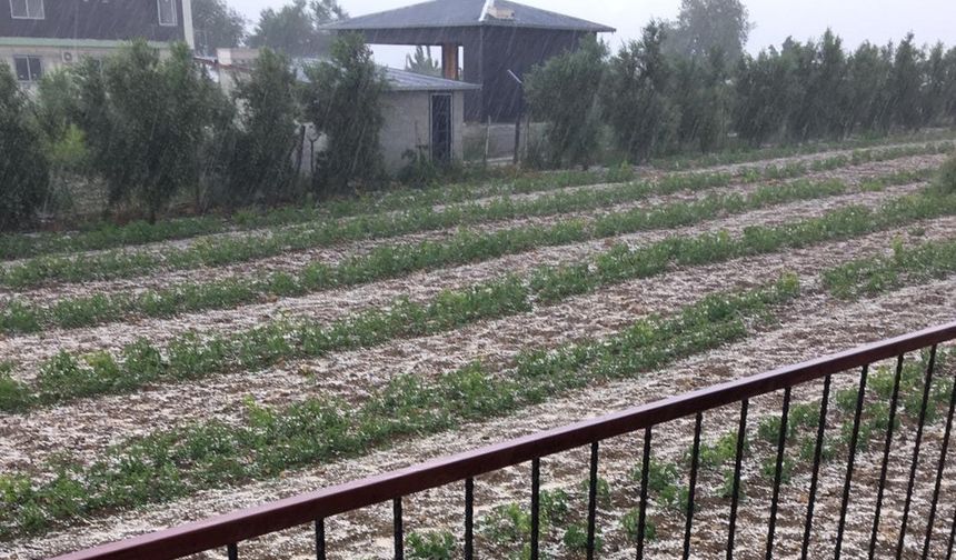 Toroslar ilçesinde dün etkili olan dolu ekili alanlara zarar verdi