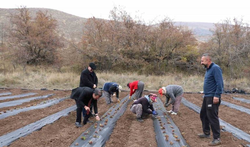 Erzincan Çileğin Merkezi Olma Yolunda