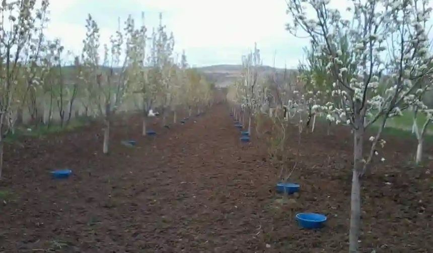 Meyve Bahçelerinde 'Baklazınnı' Mücadelesi