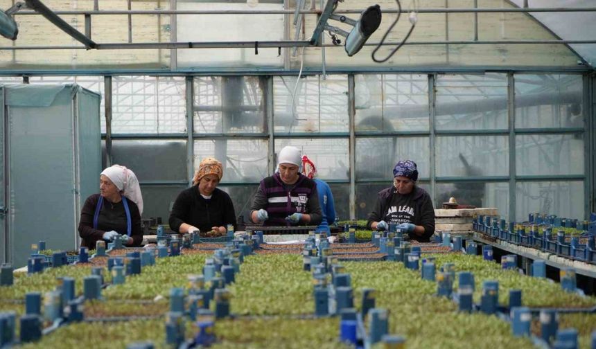 Seralarda Zirai Don İçin Önlemler Alındı
