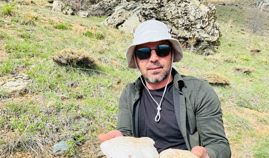 2 Bin Rakımın Üzerinde Mantarı Topluyorlar