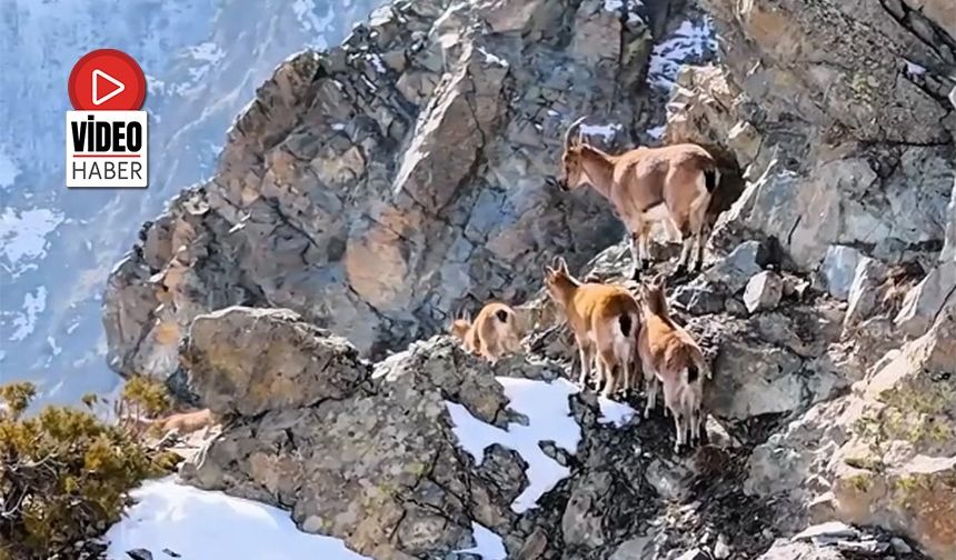 Munzur Dağları'nda Dağ Keçileri Görsel Şölen Oluşturuyor