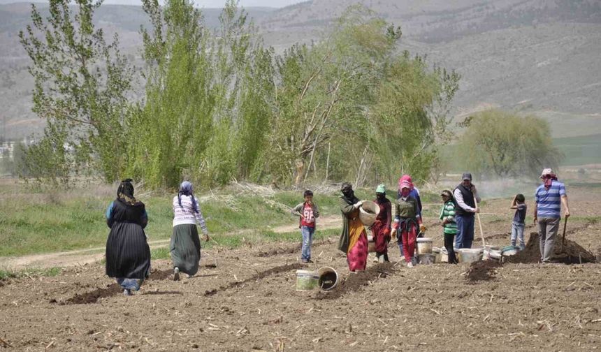 Mevsimlik tarım işçileri tarlalarda rızıklarını çıkarıyor