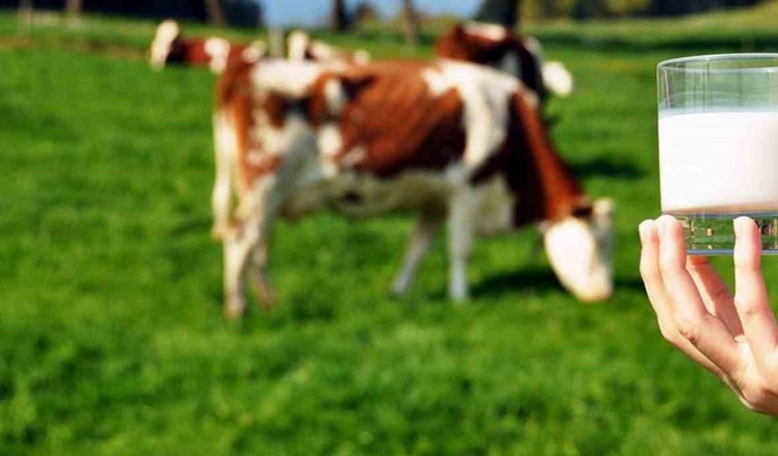 Ticari Süt İşletmelerince 981 bin 10 Ton İnek Sütü Toplandı