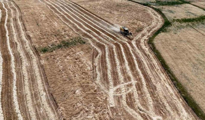 Erzincan’da Hasat Başladı, Çiftçinin Yüzü Güldü