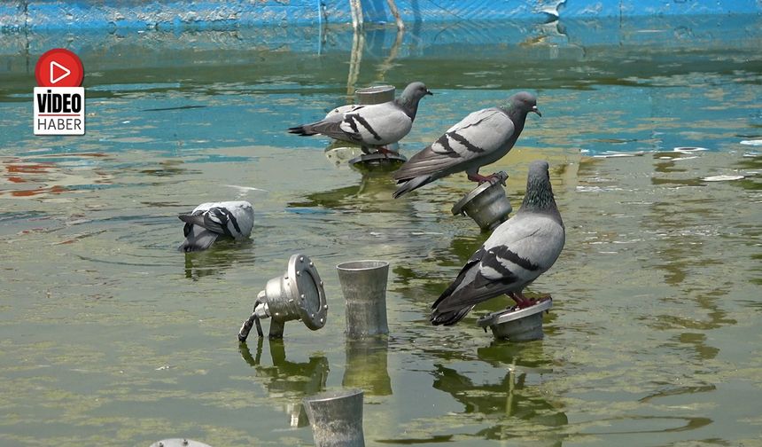 Erzincan'da Kavurucu Sıcaklara Kuşlar da Dayanamadı