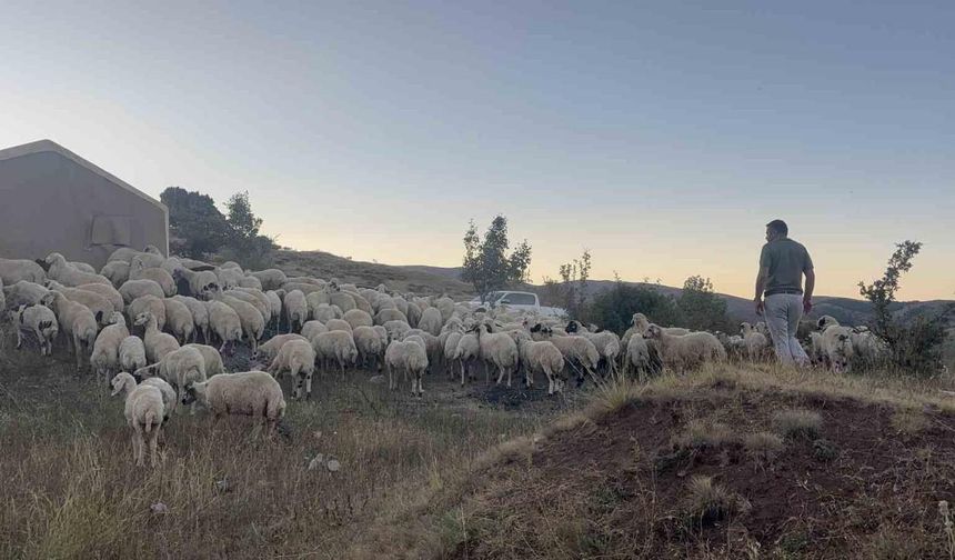 Erzincan’da Koyun Sürüsü Ayı ve Kurtların Saldırısına Uğradı