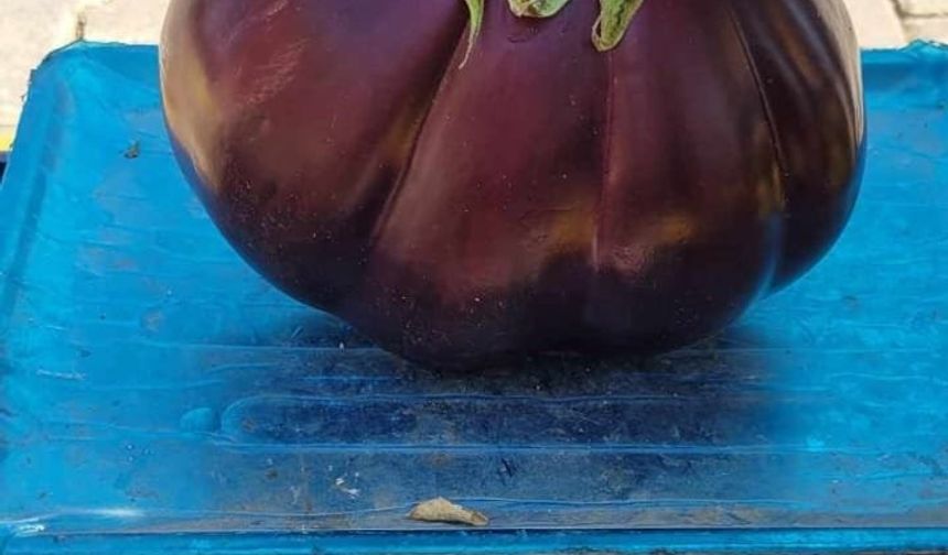 Karpuz Gibi Patlıcan
