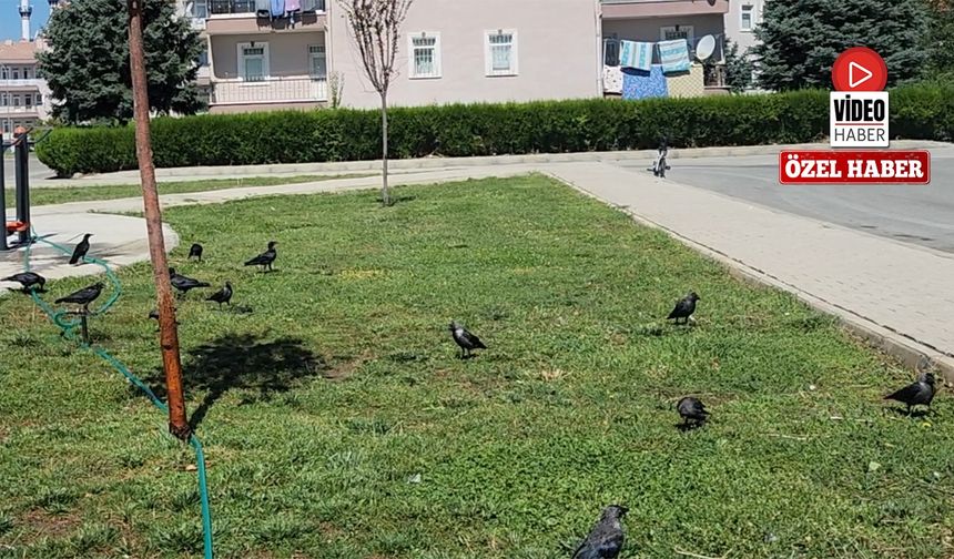 Erzincan’da Kargalar Doğal Temizlikçi Oluyor