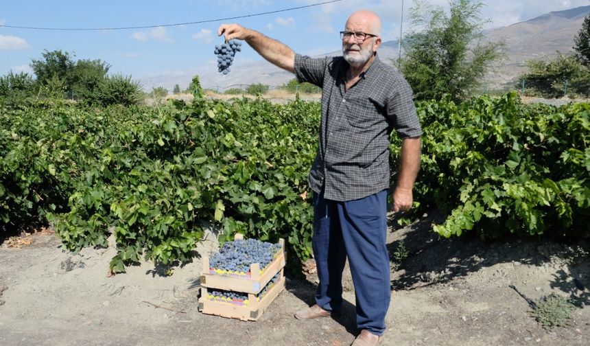 Erzincan Cimin Üzümü; "Sofralıkta Eşsiz, Şarapta Kullanılamaz"