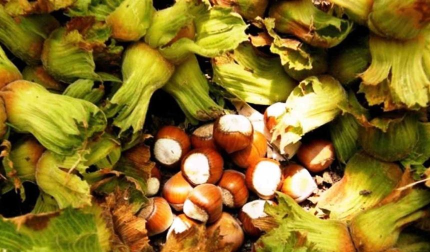 Erzincan’da İlk Kez Yetiştirdi,1 Ton Ürün Bekliyor