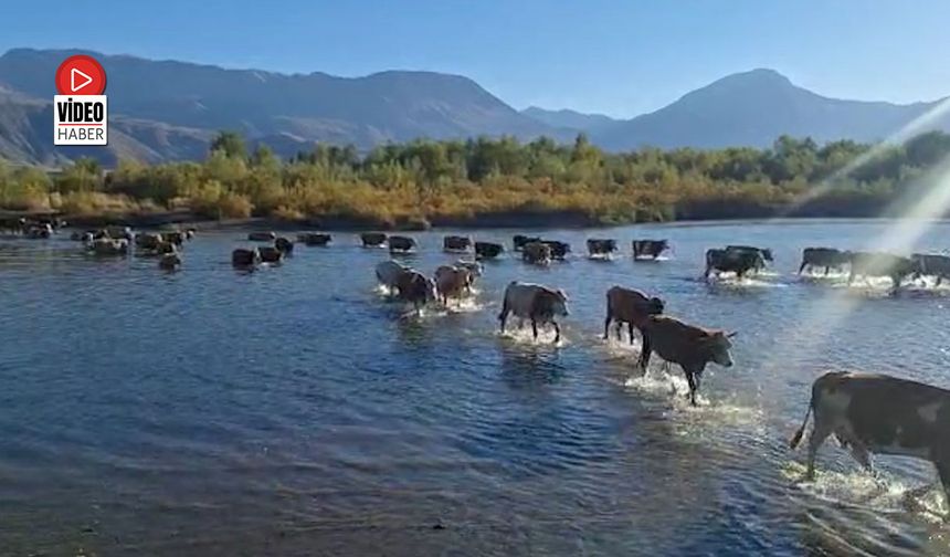 Ne Günlere Kaldık;  Hayvanlar Karasu Nehrini Yürüyerek Geçiyor