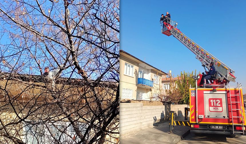 Çatıda Mahsur Kalan Kedi Mahalleliyi Seferber Etti