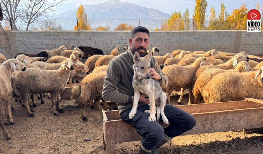 Çobanın Sahiplendiği Yavru Kurt, Sürünün Yeni Bekçisi Oldu