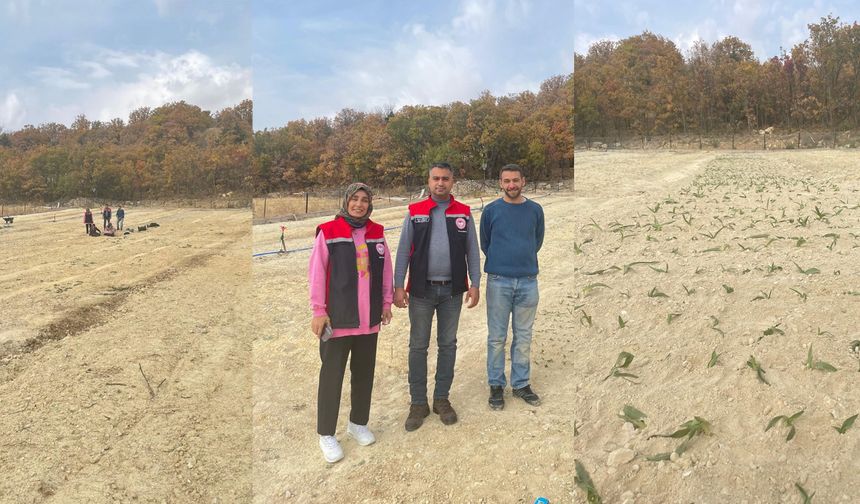 Kemaliye’de Salep Üretimi Başladı