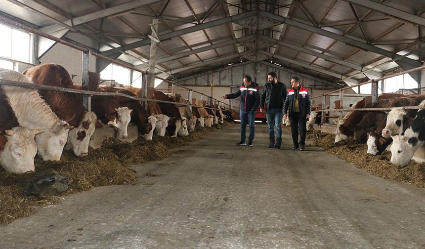 Erzincan’da Hayvancılık İşletmeleri Ekonomiye Güç Katıyor