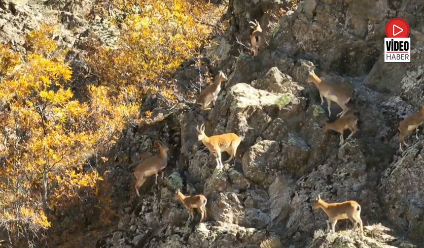 Munzur'un Sarp Kayalıklarında Yaban Keçileri